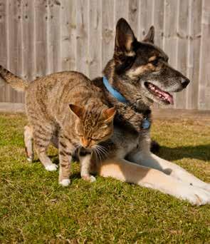 Introducing your dog to other dogs in the home It is best to introduce dogs on neutral territory, so take both dogs out for a long walk together first.