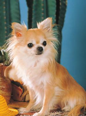 Pet Profiles There are more than 400 breeds of dogs around the world. There are even more mixed breeds.