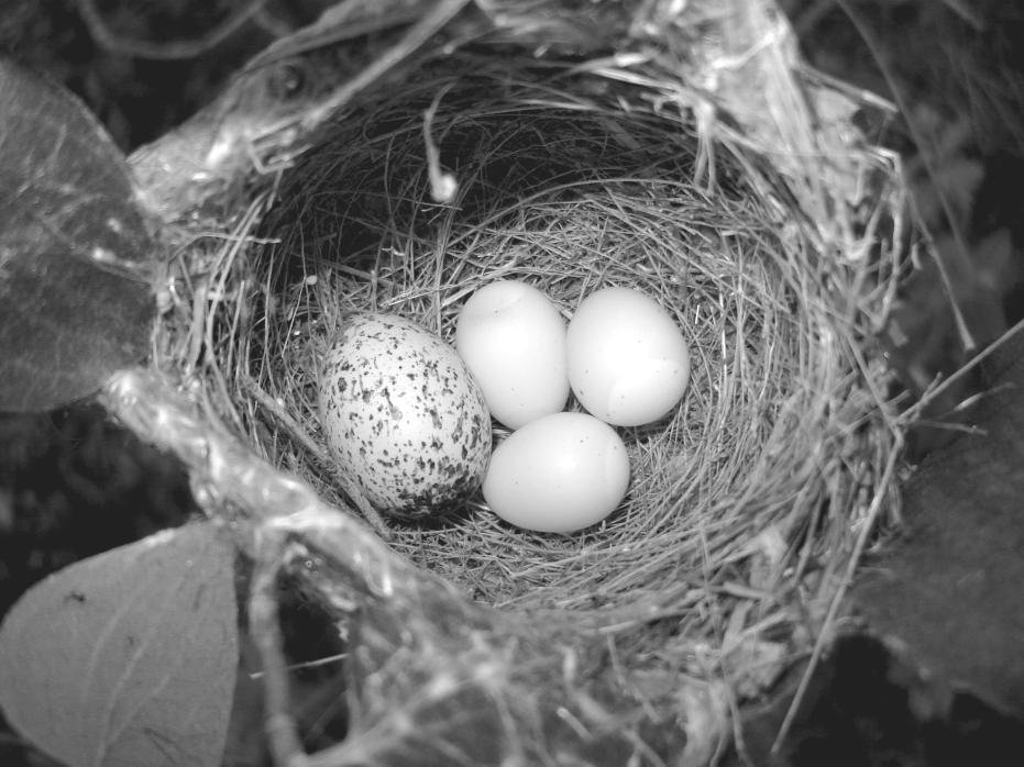 March 2008 REMOVALS INCREASE COWBIRD PRODUCTIVITY 545 PLATE 1. Bell s Vireo nest containing three Bell s Vireo eggs and one Brown-headed Cowbird egg at Konza Prairie Biological Station, Kansas, USA.
