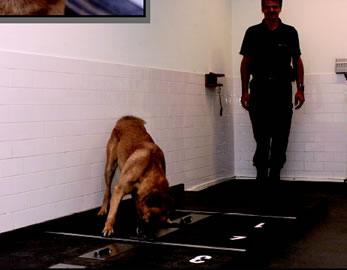 Figure 5. Scent identification dog investigating carrier tubes on a platform. Courtesy of the Netherlands National Police Agency.