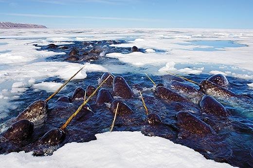 Heide-Jorgensen and Laidre, 2005 Migration Narwhals migrate to their southern wintering grounds in Oct/Nov, traveling by leads and cracks in ice pack Baffin Bay is one of the few areas with