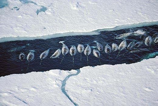 Motivation Watched a NatGeo video on narwhals They migrate in pods interesting population ecology