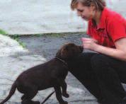 Behavioural Tips puppy training The introduction of a new puppy to the family is an exciting time.