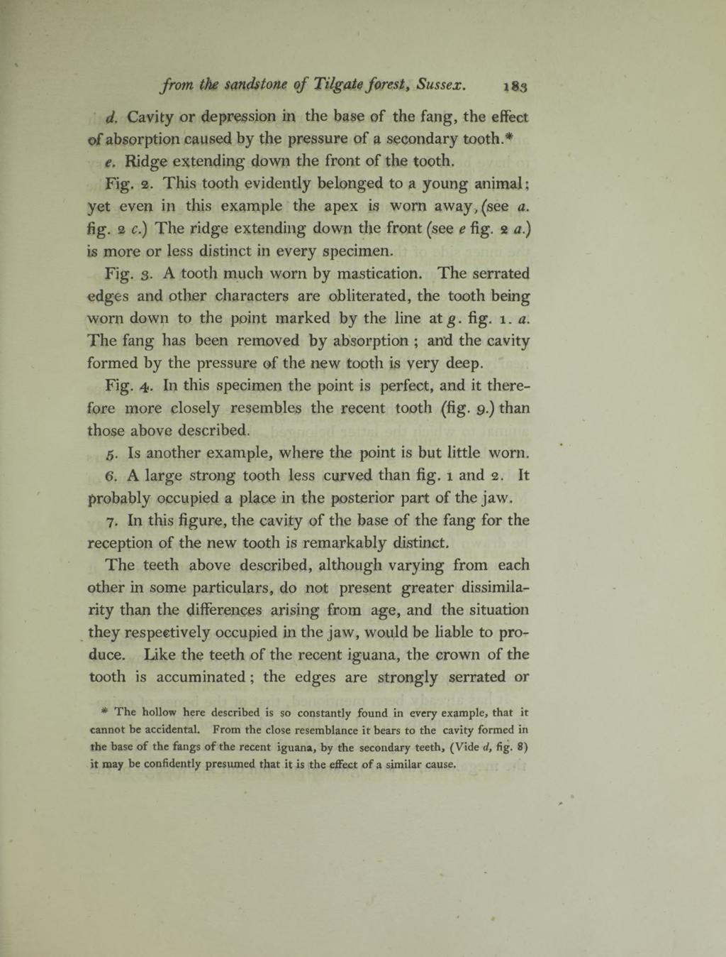 from the sandstone of Sussex. 183 d. Cavity or depression in the base of the fang, the effect of absorption caused by the pressure of a secondary tooth.* e.