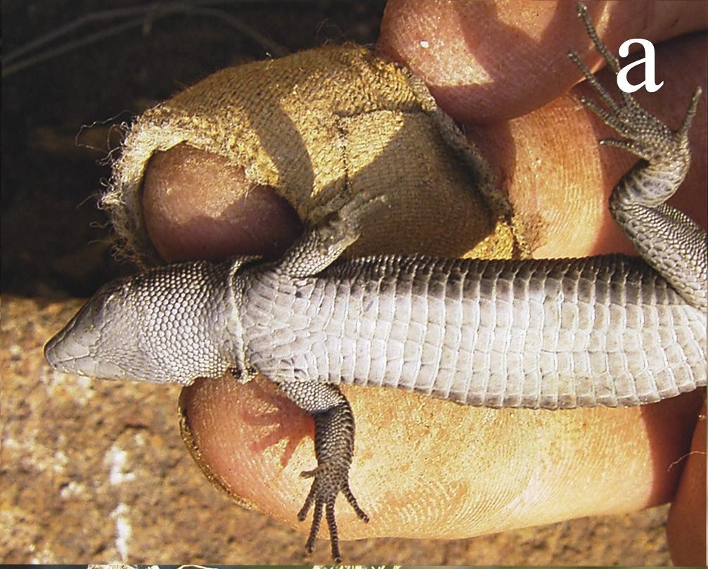 Variation of morphology and tail loss rate in Australolacerta rupicola Figure 1. Colour patterns and habitus of Australolacerta rupicola. (a) ventral view of an adult female.