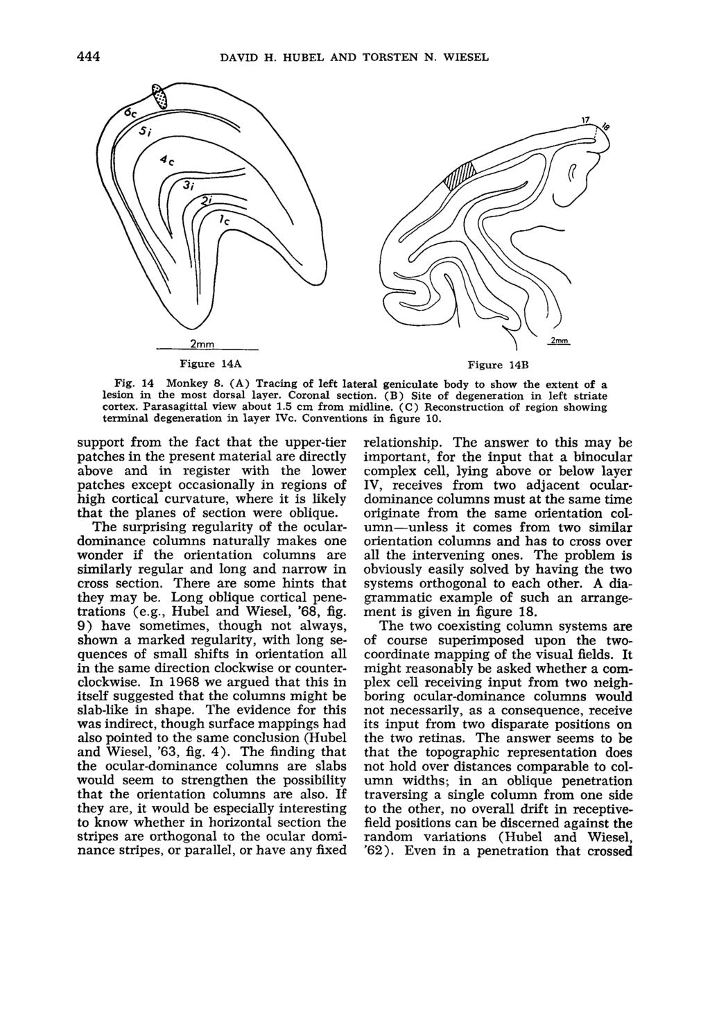 444 DAVID H. HUBEL AND TORSTEN N. WIESEL 2mm Figure 14A Figure 14B Fig. 14 Monkey 8. (A) Tracing of left lateral geniculate body to show the extent of a lesion in the most dorsal layer.