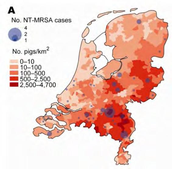 Geographical distribution of ST398 MRSA versus other genotypes van Loo I, Huijsdens X, Tiemersma E, de Neeling A, van de Sande-Bruinsma N, Beaujean D,