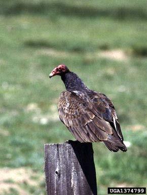 Warnell Publication Wildlife Damage Series WDS 15-09 May 2015 Managing Wildlife Damage: Turkey Vultures (Cathartes aura) and Black Vultures (Coragyps atratus) INTRODUCTION Kara Nitschke 1 and Michael