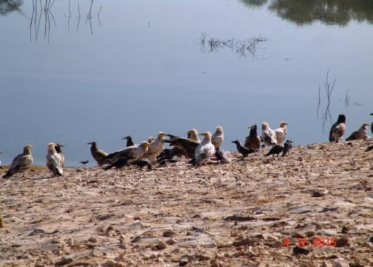 Distribution of Vulture species in Tharparkar Six species of vulture have been recorded from Tharparkar (Ghalib et al.
