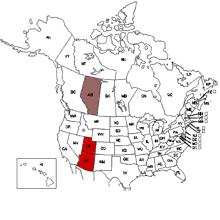 Binney, 1858) Type locality: Loup Fork (E Nebraska) Oxyloma haydeni kanabense Pilsbry, 1948 Type locality: Kanab Creek (SW
