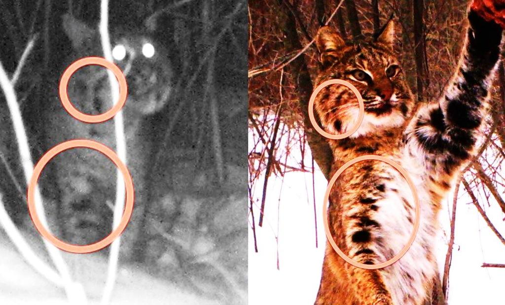 11 Images from camera trap photographs of bobcats emailed to UNH by public observers in New Hampshire are being analyzed using methods similar to those of Larrucea et al. (2007).