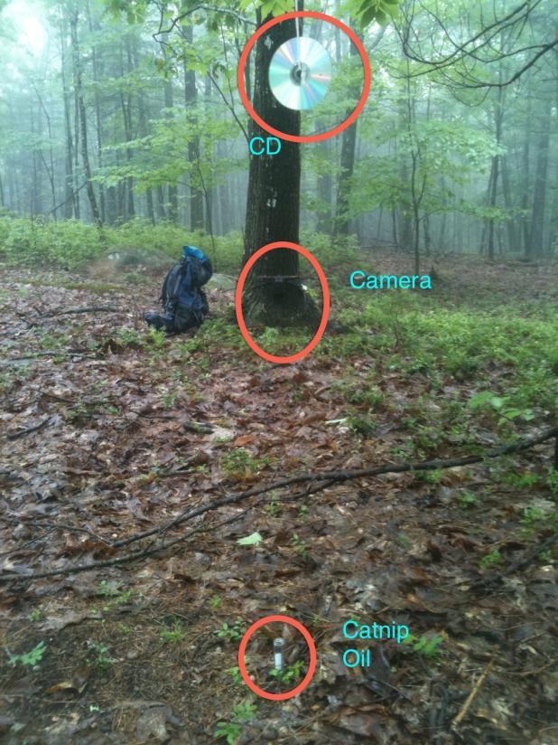 2 (WMU) A, B, E1, E2, D2E, and F have produced low numbers of bobcat detections, whereas D1, D2W, and several southern WMUs have generated abundant detections.