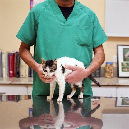 The Cat Practice recommends two core vaccines for cats and kittens. This includes a distemper (FVRCP) vaccine, and a rabies vaccine.