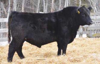 To know the quality of these heifer calves, please consider the impressive yearling bulls that Ferme Gagnon offered in their 2016 bull sale. Here is a link to their catalogue: http://fermegagnoninc.