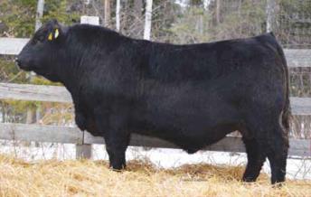 If you purchase this donation, you will be accessing one of our nation's 'best kept secrets' in Angus genetic advancement. Just ask Dave or Andrew at Johnson Livestock.