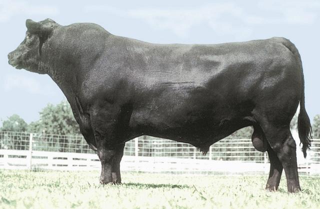 extremely... exceedingly, even... well. 901W has produced multiple high-selling sons, two of which are used at progressive Angus seedstock outfits like JPM Farms Ltd. and Pederson Livestock.