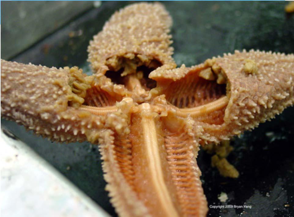 Sea Star Water Vascular System (WVS) System enables them to move, exchange gases, capture