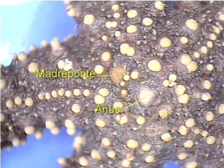 Sea Star Circulation of Nutrients There is a heart like sac under the madreporite that pushes fluid nearly identical to seawater
