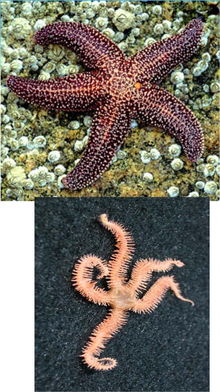 Echinoderm Diversity 1. Class Asteroidea: Ex. Sea stars Most species have 5 or more arms 2.