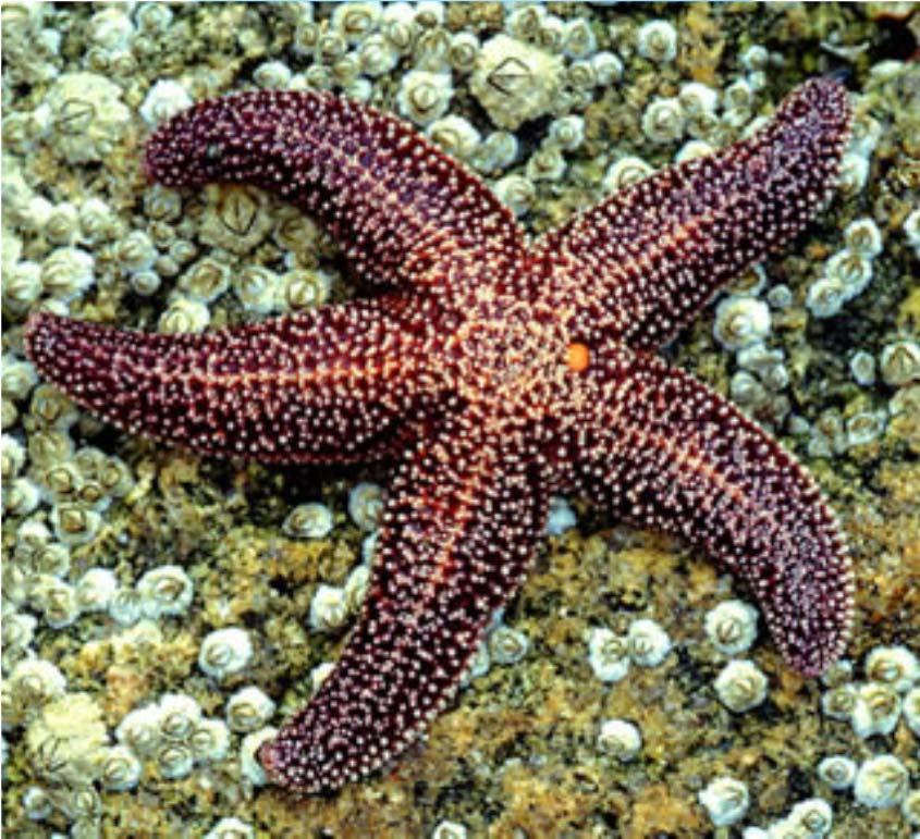 Sea Star General Characteristics Radial symmetry Have a dorsal and ventral side,