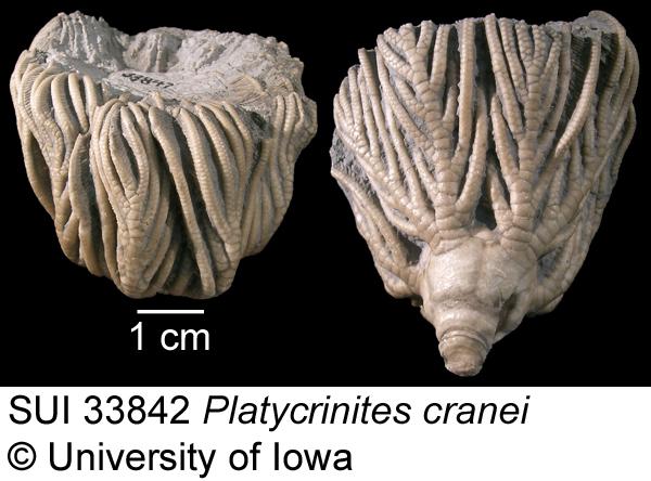 Examples of crinoids