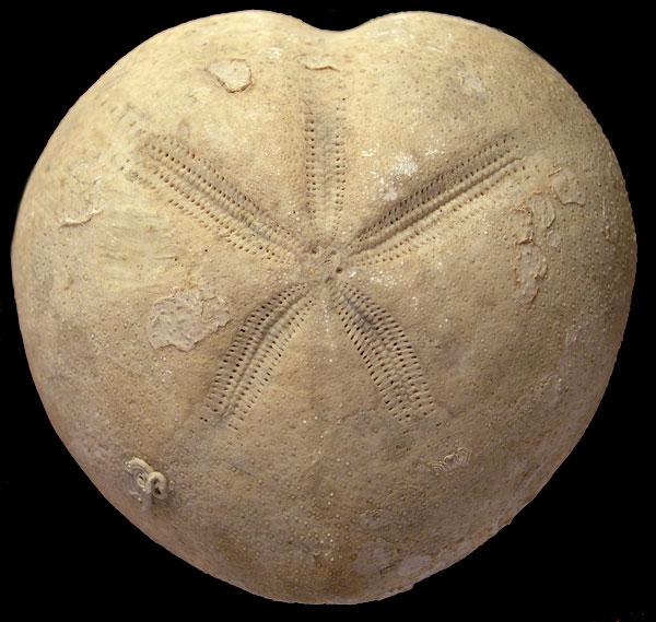 Of the echinoids, the sea urchins first appeared in the fossil record in the Early