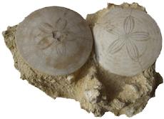 Sand dollars first appeared in the fossil record during the Middle Eocene, but they