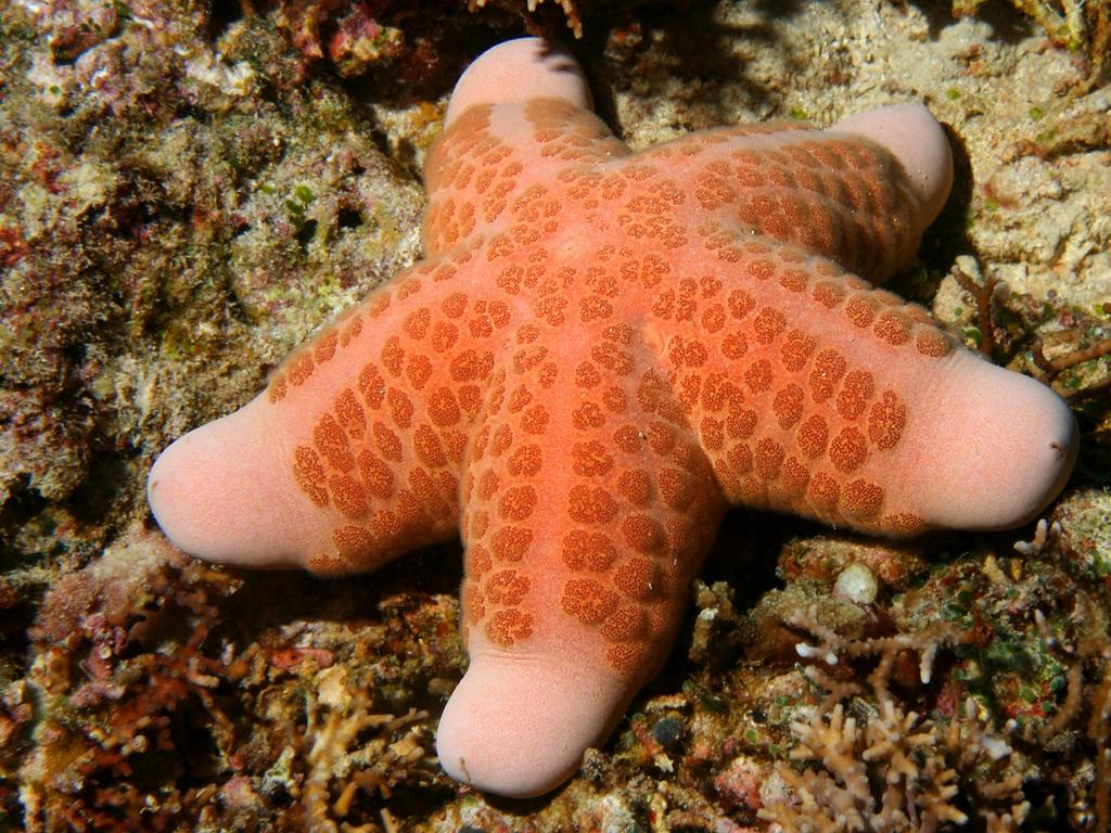 Phylum Echinodermata is represented by about