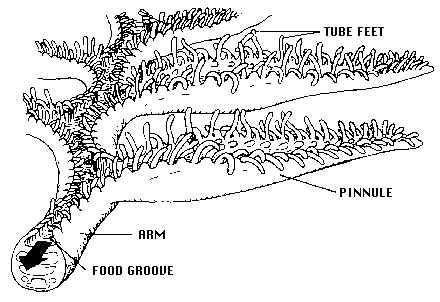 In the crinoids, the tube feet war food par:cles captured on the radial limbs