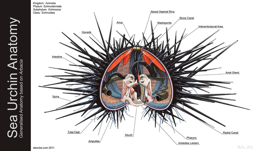 The circulatory, diges:ve, excretory, and nervous systems of echinoderms are