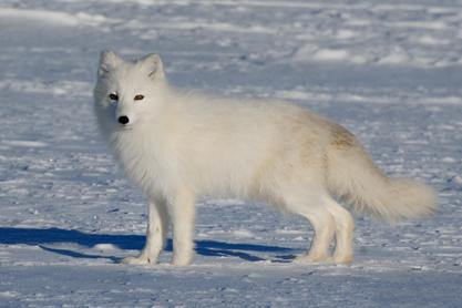 The Arctic fox in Scandinavia yesterday, today and tomorrow.