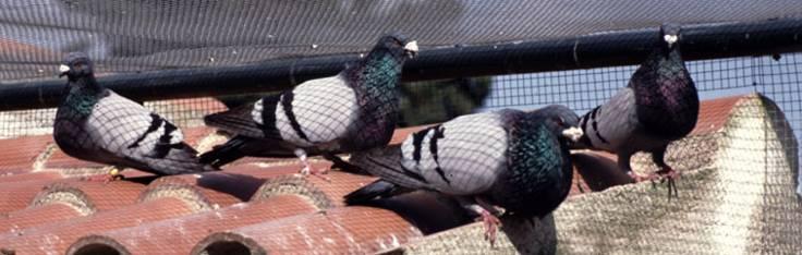 Legs and feet: Fairly long legs, strong, with adequate spacing between them. Leg colour purple, free of feathers with well developed brilliant scales. Nail colour conform the plumage colour.