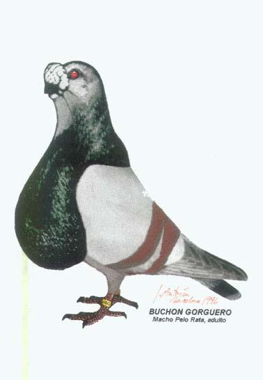 2. The survival of the Gorguero is to give thanks to the vet, geneticist and pigeon fanatic José Antonin i Cuatrecasas from Argentona (Barcelona), who (newly) discovered the Gorguero.