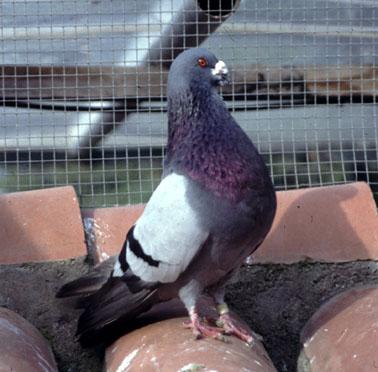 pigeon breeds.
