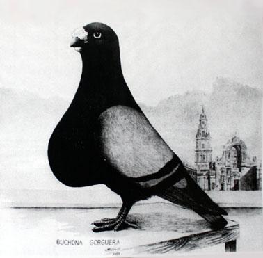 Right: This is the much-discussed painting of a Gorguero pigeon, made in 1955 by Manuel Buch (the father of Raphael Buch Brage).