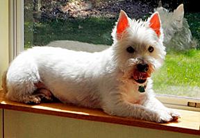 WestieMed News Page 4 MAC My story begins in 2006 -- I was born in a puppy mill near Los Angeles. I was no good as a stud dog and was sold to someone in New York City.