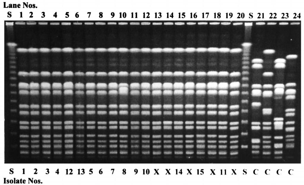 VOL. 37, 1999 POTENTIAL HUMAN-TO-ANIMAL MRSA TRANSMISSION 1461 FIG. 1. Fingerprints of MRSA isolates obtained by PFGE with SmaI digestion. Lane S, 48.