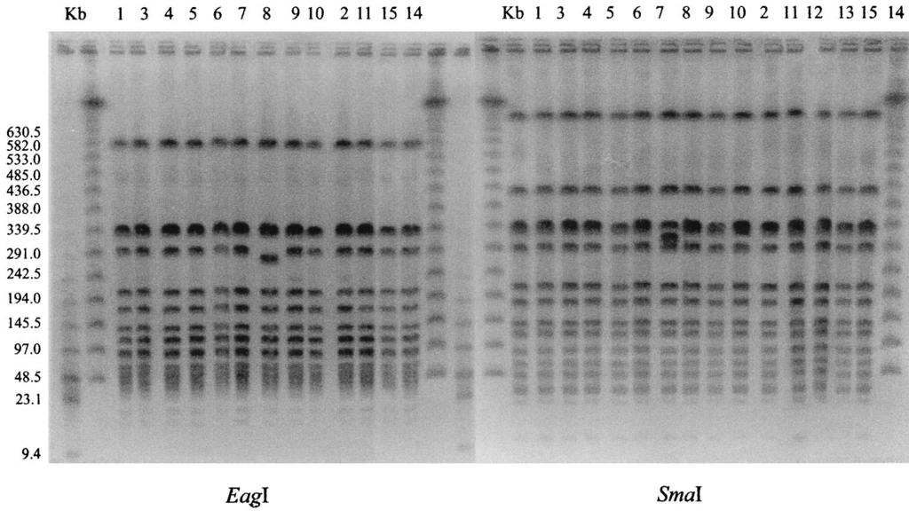 1462 SEGUIN ET AL. J. CLIN. MICROBIOL. FIG. 2. Fingerprints of MRSA obtained by PFGE with SmaI and EagI digestion. Lane Kb, a 48.5-kb bacteriophage lambda ladder.