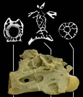 Figure 2. Apatosaurus Vertebra Showing Most of Its Space Filled with Air Cavities. 27 Dr.