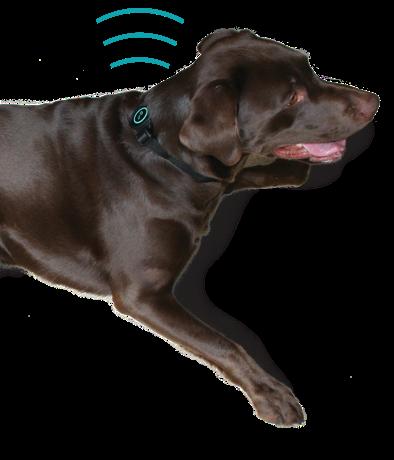Ultra Calmer A solution for dogs that suffer from