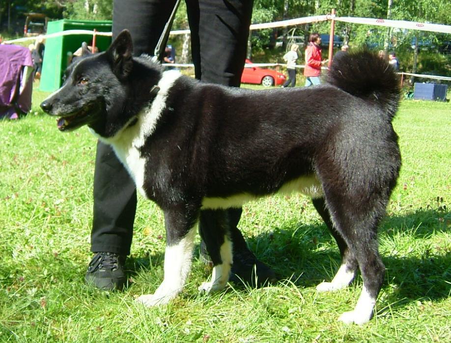 Karelian bear dog does not originate from other known breeds It belongs to Nordic