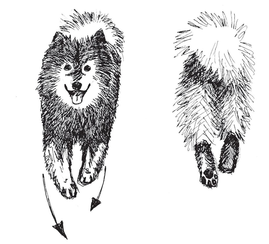 The loin is short, though bitches generally have a slightly longer loin than dogs. The croup is only slightly oblique, of medium length, and broad (especially on bitches).