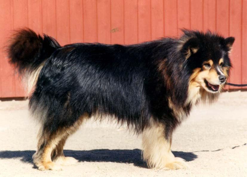 Considering the two breeds' similar backgrounds and the several common ancestors, Lapponian Herderlike features in a Finnish Lapphund should