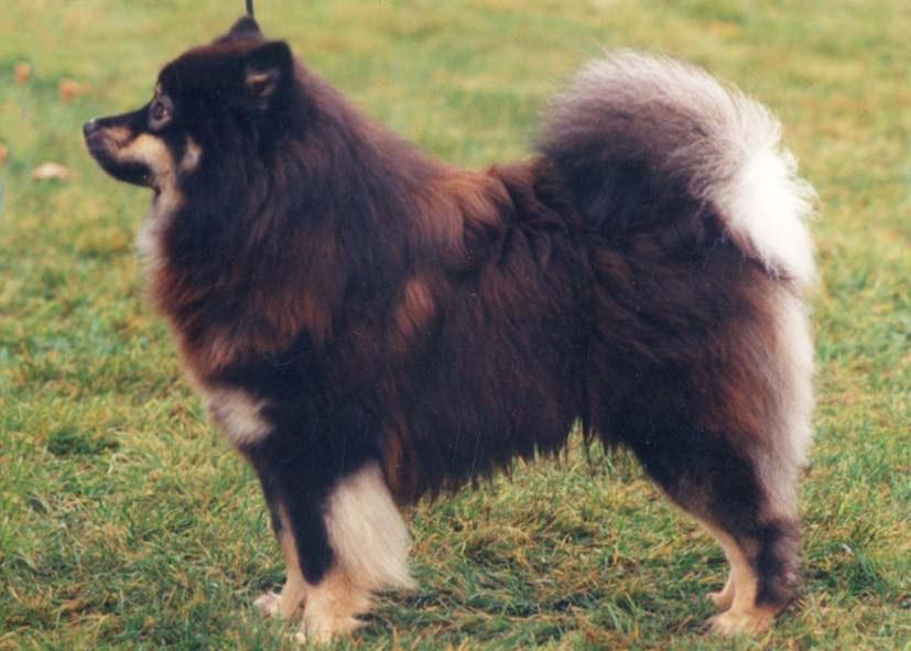 An example of correct proportions and sound construction DOGS that are slightly different in type, but still display excellent general
