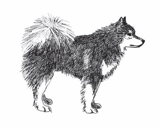 Finnish Lapphunds displaying faulty general appearance