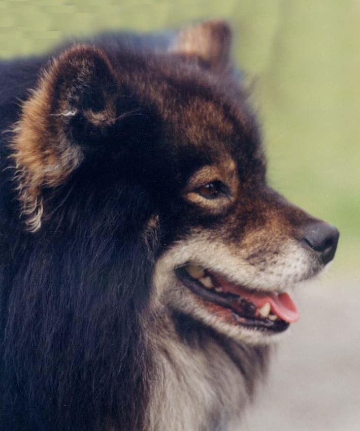 Finnish Lapphunds have a scissors bite, although