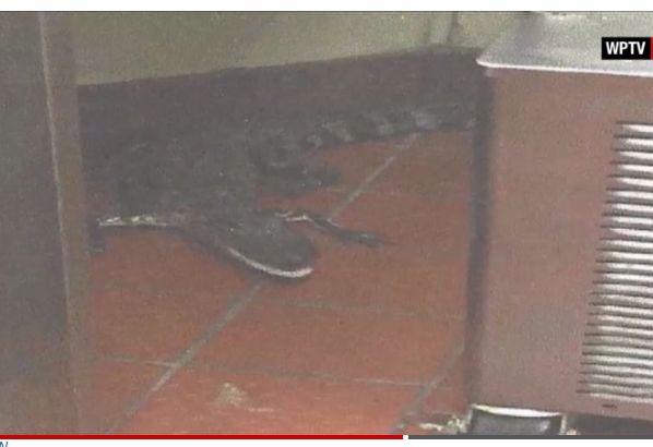 Herps in the News! (CNN) It's all fun and games until someone tosses an alligator through the drive-thru window.