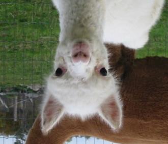 AHL Newsletter, Vlume 9, Number 2 11 RUMINANTS Bvine viral diarrhea virus (BVDV) in alpaca clinical illness, early pregnancy lss, abrtin and persistent infectin Susy Carman, Nancy Carr, Jsepha DeLay,
