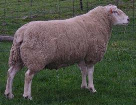 South West Genetics Longford Texels Flock 81 Semen Available from the following Sires 46/02 Sire: Newbold 128/00 Dam: Glenfern 20/99 Pwwt 8.