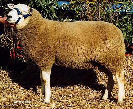ASBA Show Bendigo Mr. Ian Bucknall, Maryborough, Vic. was the Judge of the Texel National Show, held in conjunction with the Australian Sheep and Wool Bendigo, Vic. on July 16. Champion ram D.C.J. & J.